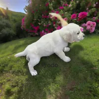 Frodo, a male English Cream Golden Retriever for sale in Robinson, IL – Photo 5 of 8