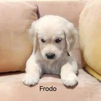 Frodo, a male English Cream Golden Retriever for sale in Robinson, IL – Photo 6 of 8