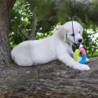 Frodo, a male English Cream Golden Retriever for sale in Robinson, IL – Photo 2 of 8