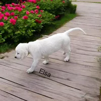 Elsa, a female English Cream Golden Retriever for sale in Robinson, IL – Photo 1 of 8