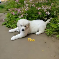 Elsa, a female English Cream Golden Retriever for sale in Robinson, IL – Photo 8 of 8