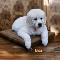 Elsa, a female English Cream Golden Retriever for sale in Robinson, IL – Photo 6 of 8