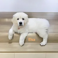 Elsa, a female English Cream Golden Retriever for sale in Robinson, IL – Photo 5 of 8