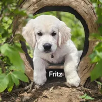 Elsa, a female English Cream Golden Retriever for sale in Robinson, IL – Photo 2 of 8