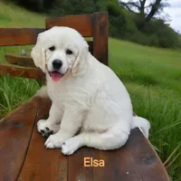 Elsa, a female English Cream Golden Retriever for sale in Robinson, IL – Photo 4 of 8