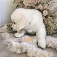 Elsa, a female English Cream Golden Retriever for sale in Robinson, IL – Photo 7 of 8