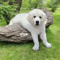 Elsa, a female English Cream Golden Retriever for sale in Robinson, IL – Photo 3 of 8