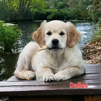 Dallas, a male English Cream Golden Retriever for sale in Robinson, IL – Photo 4 of 10