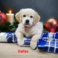 Dallas, a male English Cream Golden Retriever for sale in Robinson, IL – Photo 7 of 10