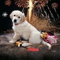 Dallas, a male English Cream Golden Retriever for sale in Robinson, IL – Photo 5 of 10