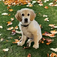 Dallas, a male English Cream Golden Retriever for sale in Robinson, IL – Photo 1 of 10