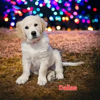 Dallas, a male English Cream Golden Retriever for sale in Robinson, IL – Photo 8 of 10