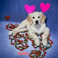 Dallas, a male English Cream Golden Retriever for sale in Robinson, IL – Photo 3 of 10