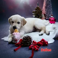 Dallas, a male English Cream Golden Retriever for sale in Robinson, IL – Photo 9 of 10