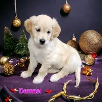 Damzel, a female English Cream Golden Retriever for sale in Robinson, IL – Photo 1 of 7