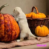 Damzel, a female English Cream Golden Retriever for sale in Robinson, IL – Photo 5 of 7