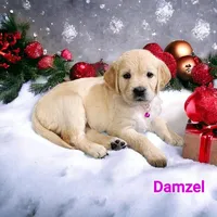 Damzel, a female English Cream Golden Retriever for sale in Robinson, IL – Photo 2 of 7