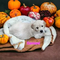 Damzel, a female English Cream Golden Retriever for sale in Robinson, IL – Photo 3 of 7