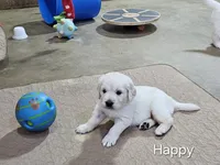 Happy, a male English Cream Golden Retriever for sale in Robinson, IL – 2 of 3