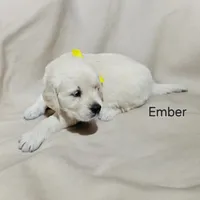 Ember, a female English Cream Golden Retriever for sale in Robinson, IL – Photo 4 of 5