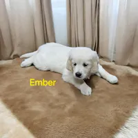 Ember, a female English Cream Golden Retriever for sale in Robinson, IL – Photo 1 of 5