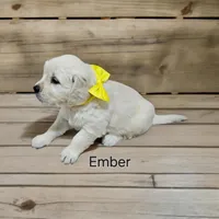Ember, a female English Cream Golden Retriever for sale in Robinson, IL – Photo 5 of 5
