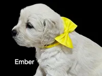 Ember, a female English Cream Golden Retriever for sale in Robinson, IL – Photo 3 of 5