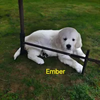 Ember, a female English Cream Golden Retriever for sale in Robinson, IL – Photo 2 of 5