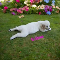 Eclipse, a female English Cream Golden Retriever for sale in Robinson, IL – Photo 3 of 8