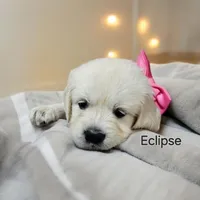 Eclipse, a female English Cream Golden Retriever for sale in Robinson, IL – Photo 8 of 8