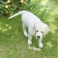 Eclipse, a female English Cream Golden Retriever for sale in Robinson, IL – Photo 7 of 8