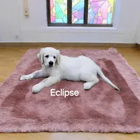 Eclipse, a female English Cream Golden Retriever for sale in Robinson, IL – Photo 6 of 8