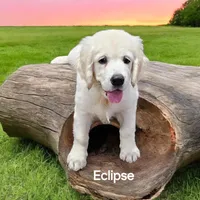 Eclipse, a female English Cream Golden Retriever for sale in Robinson, IL – Photo 2 of 8