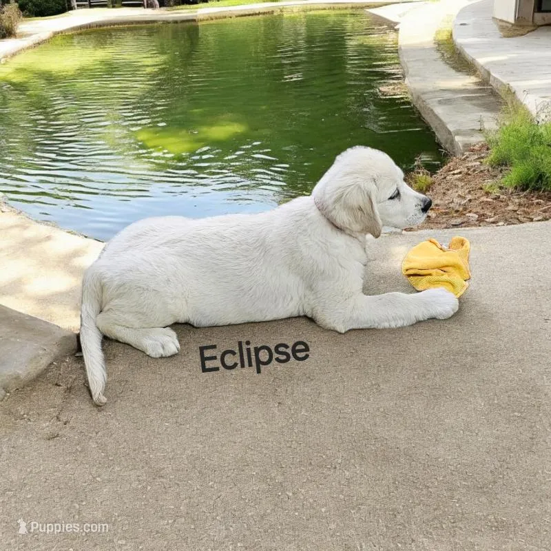 Eclipse, a female English Cream Golden Retriever for sale in Robinson, IL – Photo 1 of 8