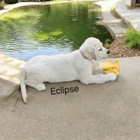 Eclipse, a female English Cream Golden Retriever for sale in Robinson, IL – Photo 1 of 8