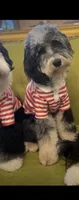 Daisy, a female Miniature Bernedoodle for sale in Plainfield, IL – Photo 3 of 4