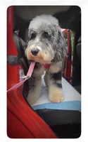 Daisy, a female Miniature Bernedoodle for sale in Plainfield, IL – Photo 2 of 4