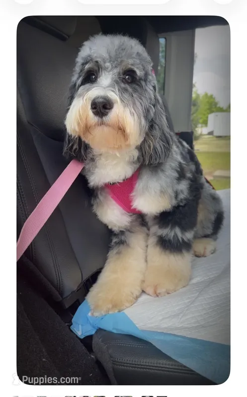 Daisy, a female Miniature Bernedoodle for sale in Plainfield, IL – Photo 1 of 4