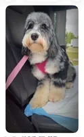 Daisy, a female Miniature Bernedoodle for sale in Plainfield, IL – Photo 1 of 4