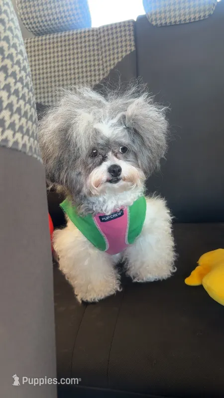 Teagan – Shihpoo puppy for sale in Aurora, IL