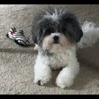 Teagan, a female Shihpoo for sale in Plainfield, IL – Photo 3 of 5