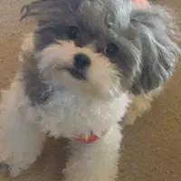 Teagan, a female Shihpoo for sale in Plainfield, IL – Photo 1 of 5