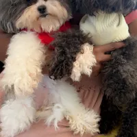 Teagan, a female Shihpoo for sale in Plainfield, IL – Photo 5 of 5