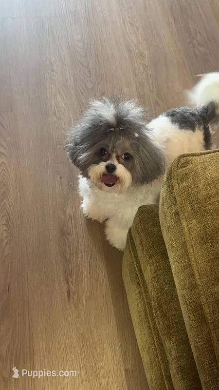 Teagan – Shihpoo puppy for sale in Aurora, IL