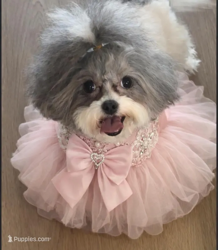 Teagan, a female Shihpoo for sale in Aurora, IL – Photo 1 of 5