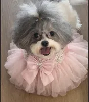 Teagan, a female Shihpoo for sale in Aurora, IL – Photo 1 of 5