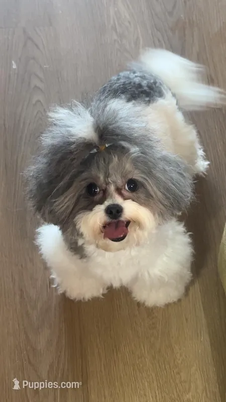 Teagan – Shihpoo puppy for sale in Aurora, IL