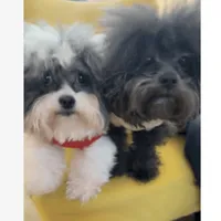 Teagan, a female Shihpoo for sale in Plainfield, IL – Photo 4 of 5