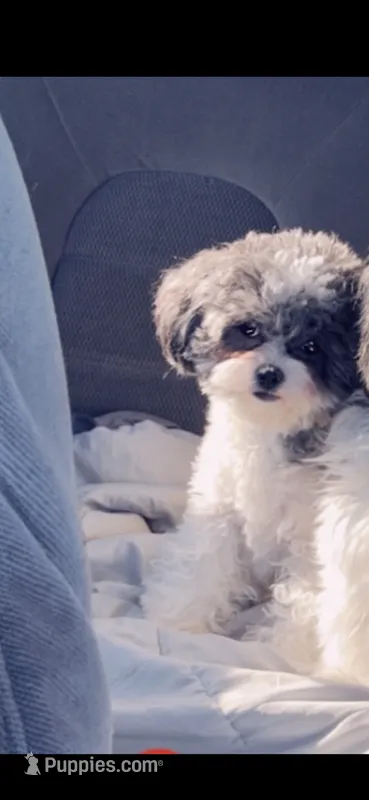 Teagan – Shihpoo puppy for sale in Plainfield, IL