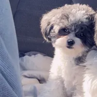 Teagan, a female Shihpoo for sale in Plainfield, IL – Photo 2 of 5